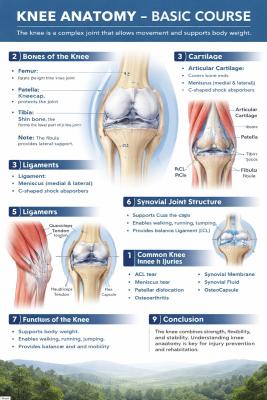 Knee Anatomy Basic Course quiz