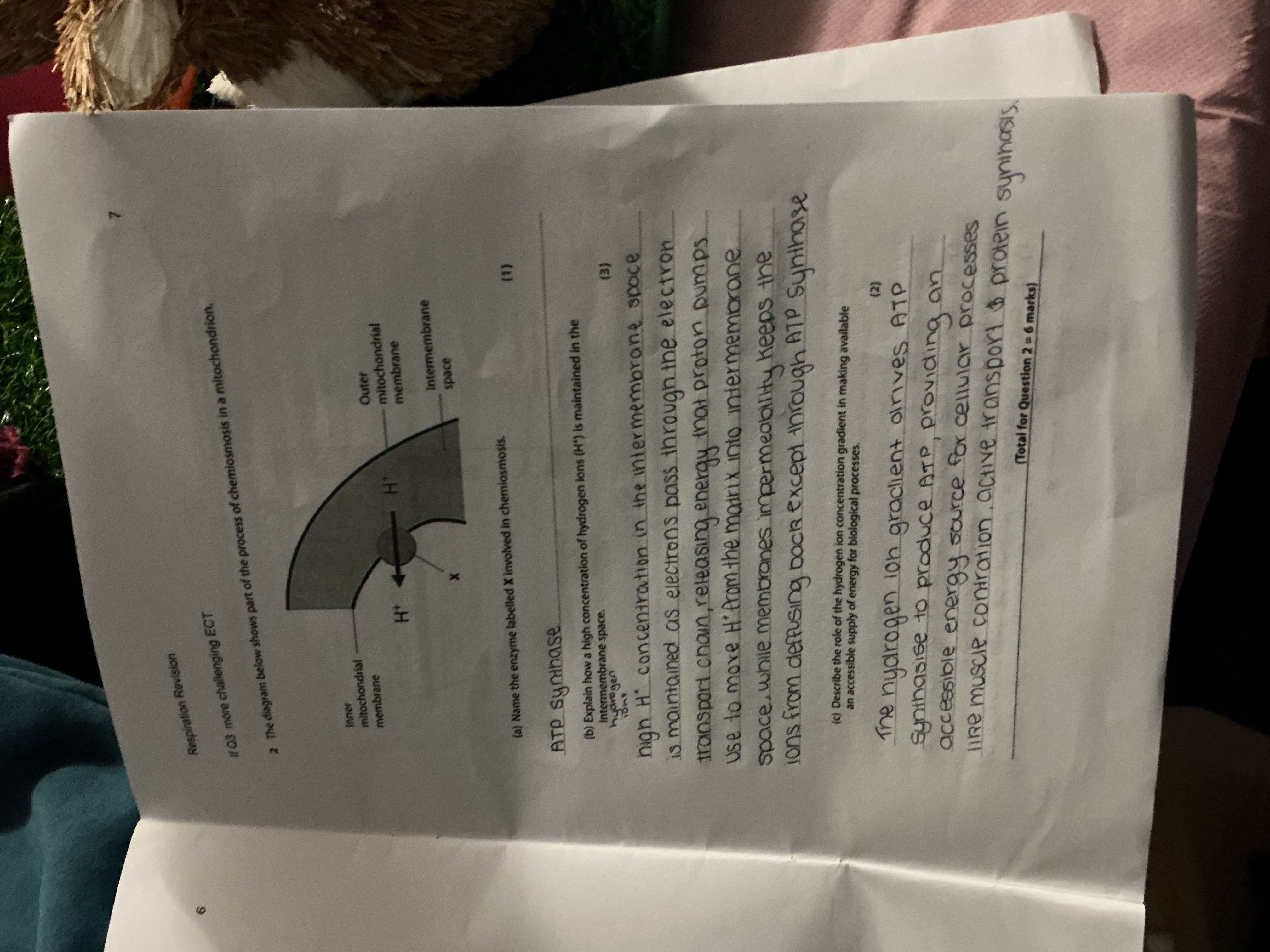 Photo of a course on  Mitochondrial Chemiosmosis and ATP Production