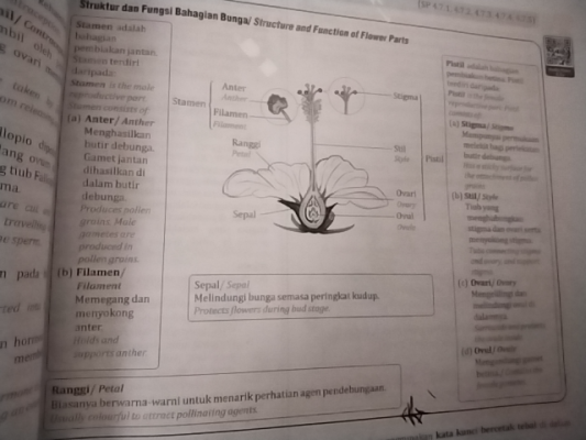 Photo of a course on  Structure and Function of Flowers