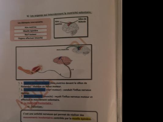 Voluntary and Involuntary Motor Skills quiz
