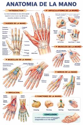 Anatomía Completa de la Mano quiz