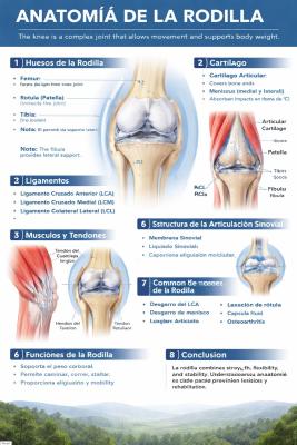 Anatomía de la Rodilla Completa quiz