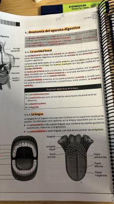 Foto de un curso de  Anatomía del aparato digestivo