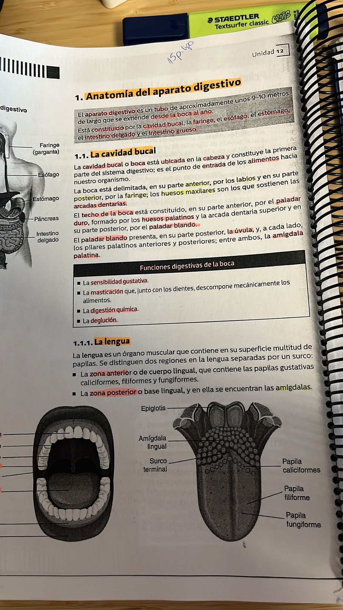 Foto de un curso de  Anatomía del aparato digestivo