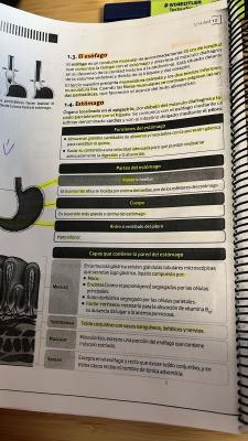 Foto de un curso de  Anatomía del esófago y estómago