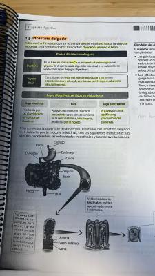 Foto de un curso de  El aparato digestivo: intestino delgado