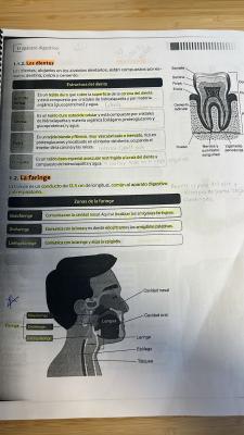 Foto de un curso de  Estructura de dientes y faringe