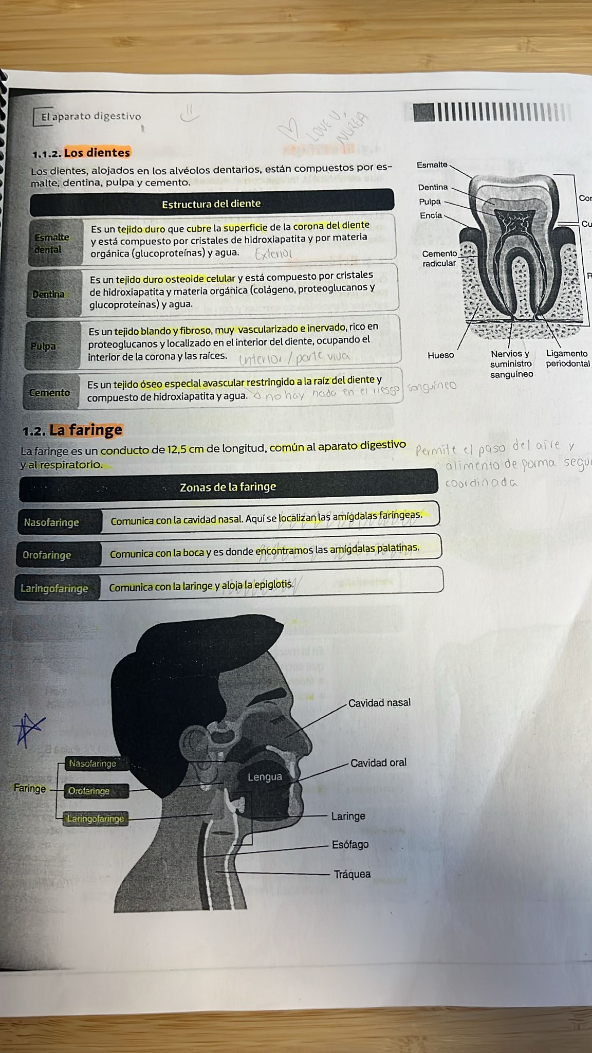 Foto de un curso de  Estructura de dientes y faringe