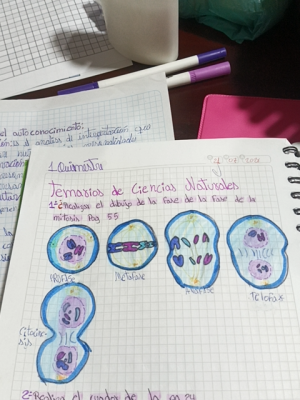 Foto de un curso de  Fases de la mitosis celular