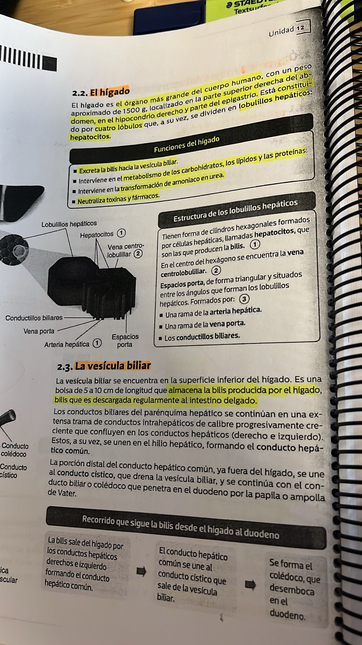 Foto de un curso de  Funciones del hígado y vesícula