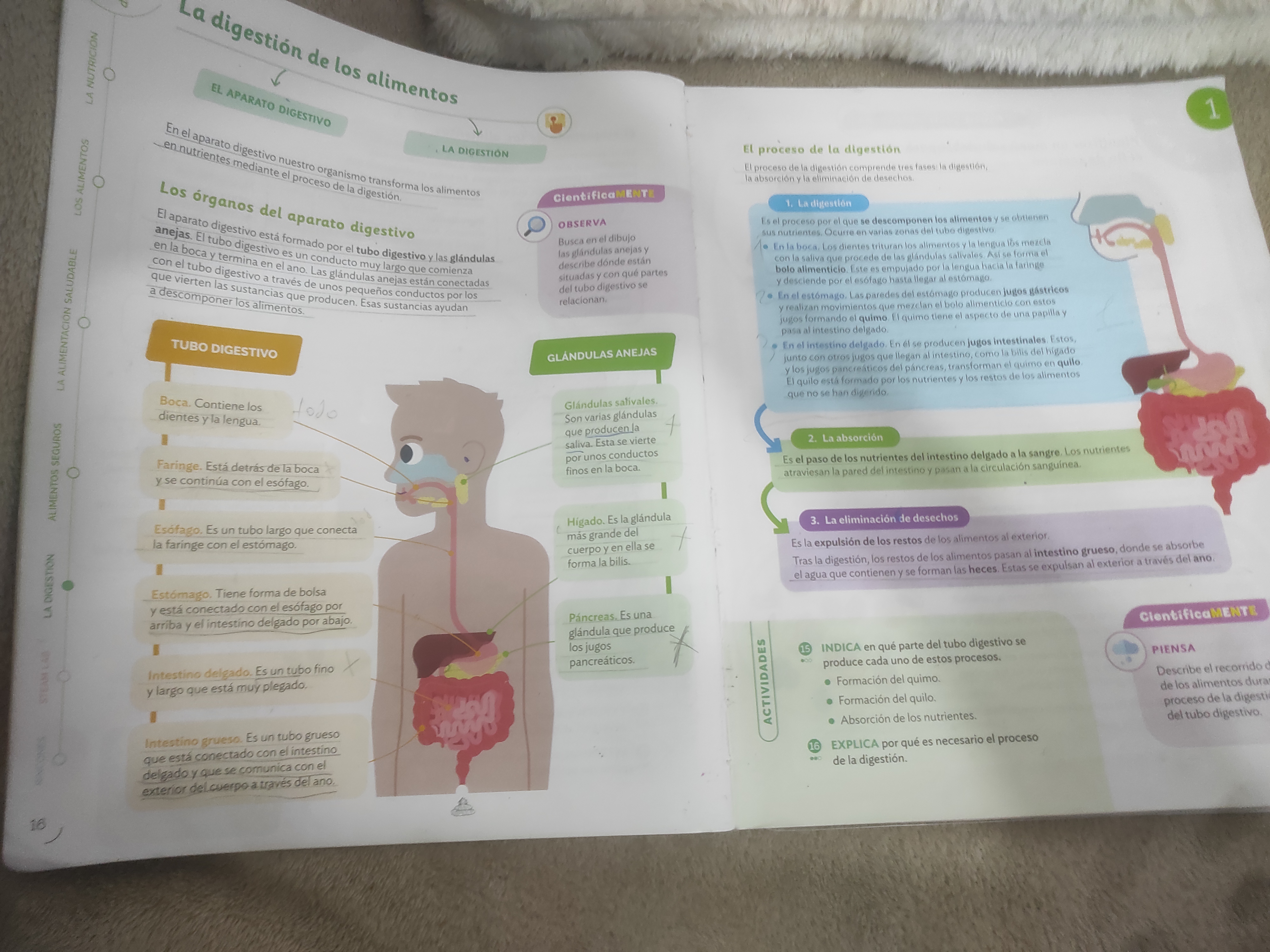 Foto de un curso de  Proceso de Digestión de Alimentos