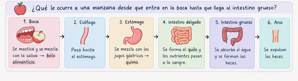 Foto de un curso de  Proceso digestivo de una manzana