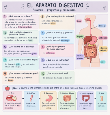 Foto de un curso de  Resumen del aparato digestivo
