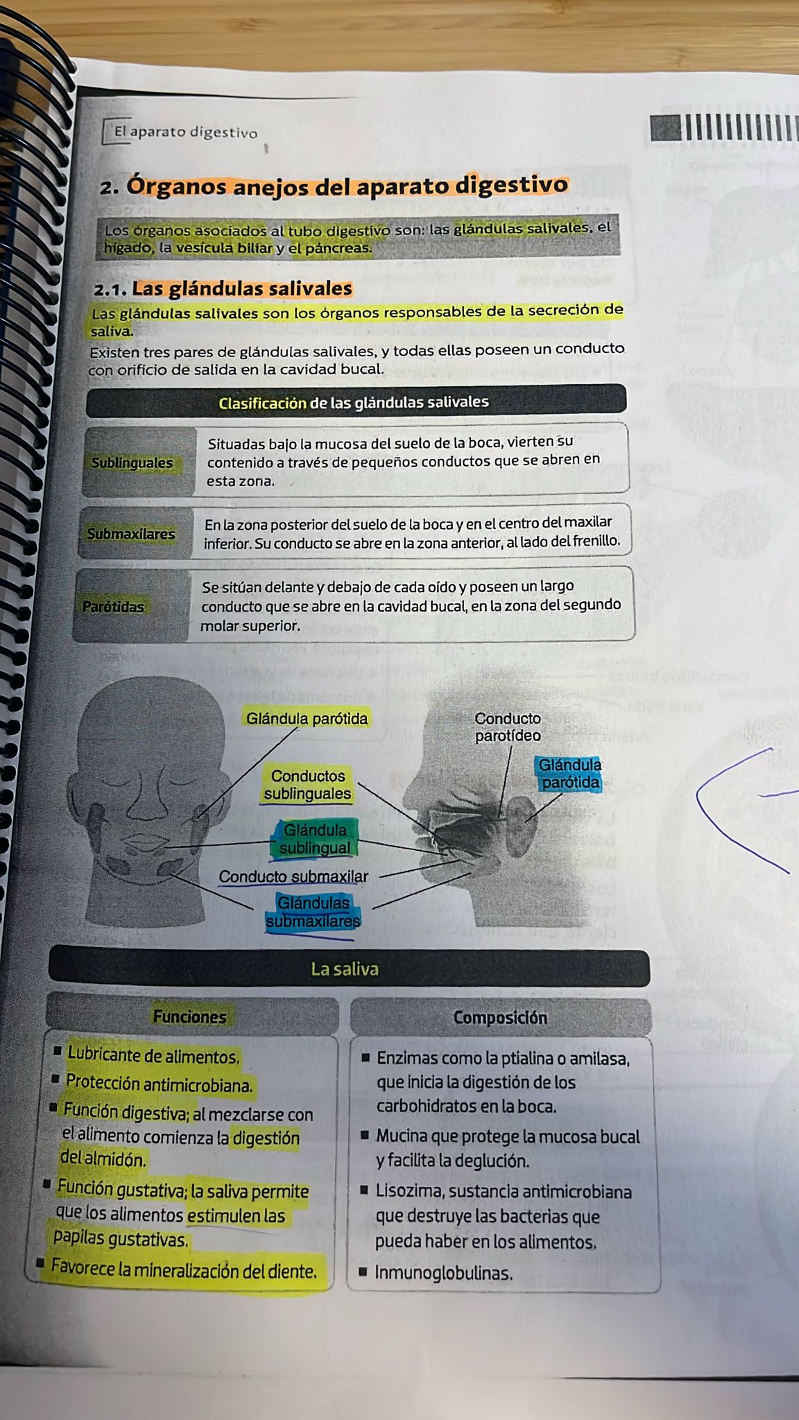 Foto de un curso de  Órganos Anexos del Aparato Digestivo