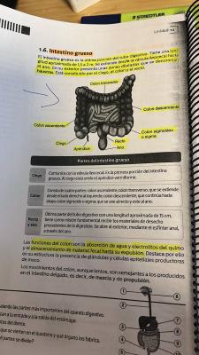 Foto de un curso de  Structure et fonctions de l'intestin