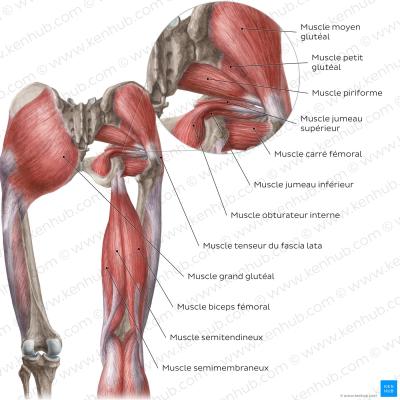 photo  Anatomie des muscles de la hanche quiz