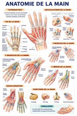 Anatomie détaillée de la main quiz