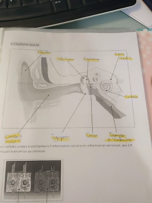 Photo d'un cours de  Anatomie du système auditif humain