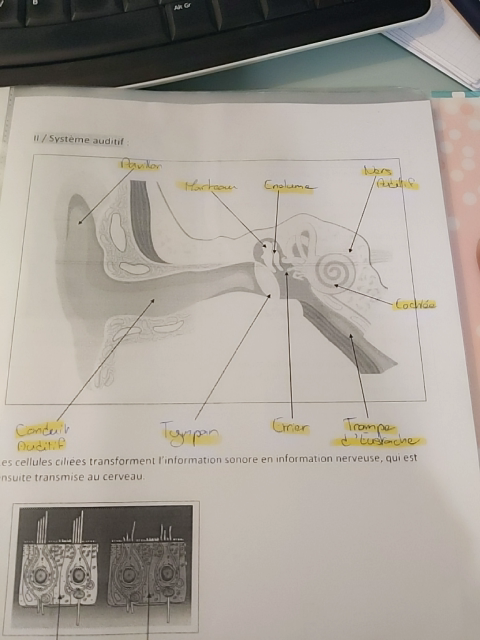 Photo d'un cours de  Anatomie du système auditif humain