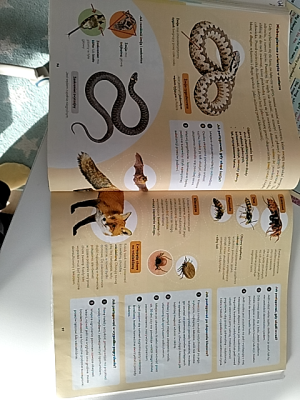 Photo d'un cours de  Animaux et Insectes du Monde