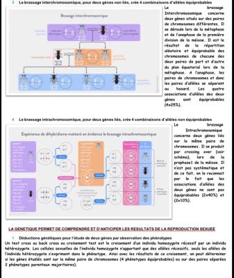 Brassage génétique et méiose quiz