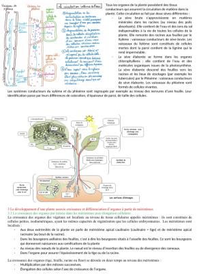 Circulation et Croissance des Plantes quiz