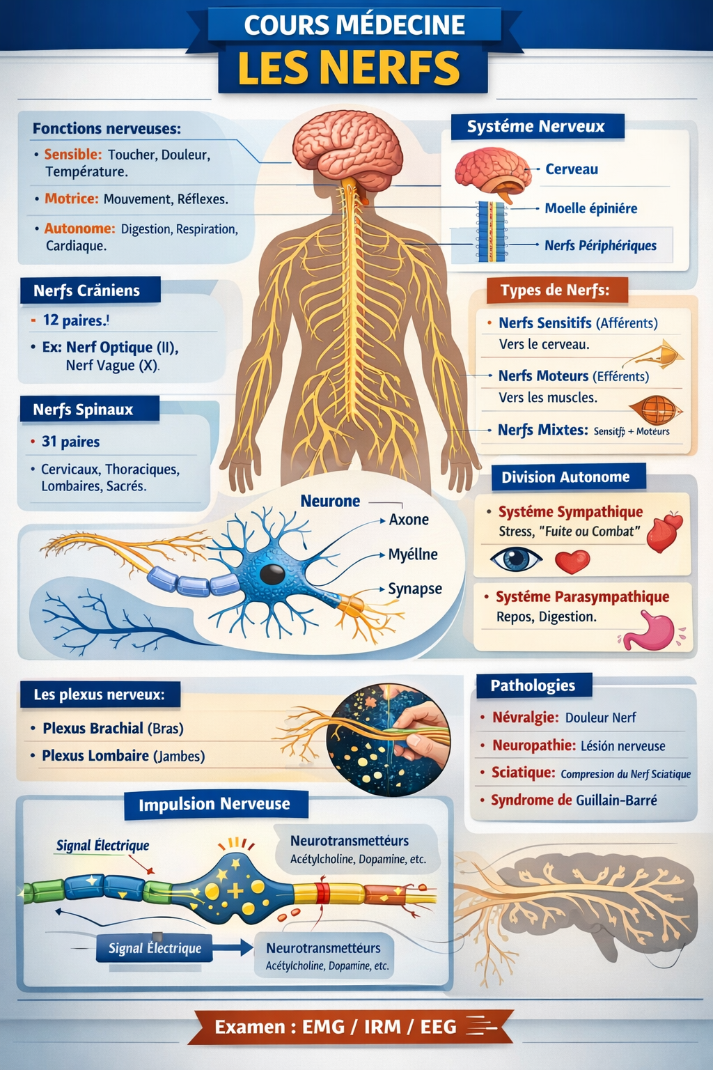 Photo d'un cours de  Cours de Médecine : Les Nerfs