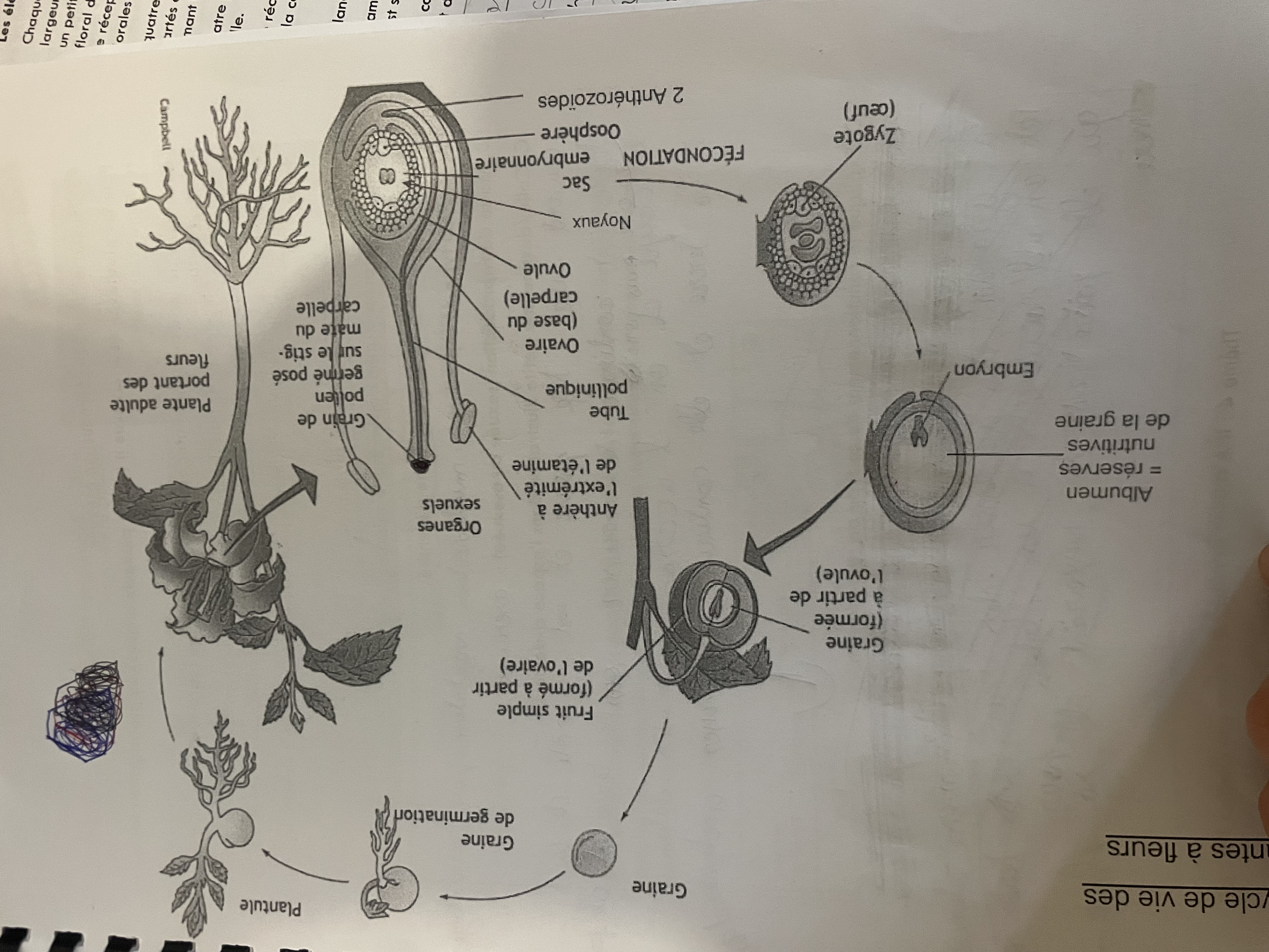 Photo d'un cours de  Cycle de vie des plantes