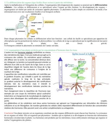 Différenciation et hormones des plantes quiz