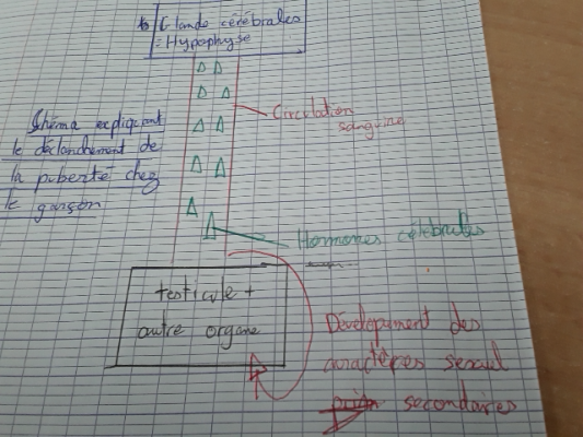 Photo d'un cours de  Développement Pubertaire chez Garçons