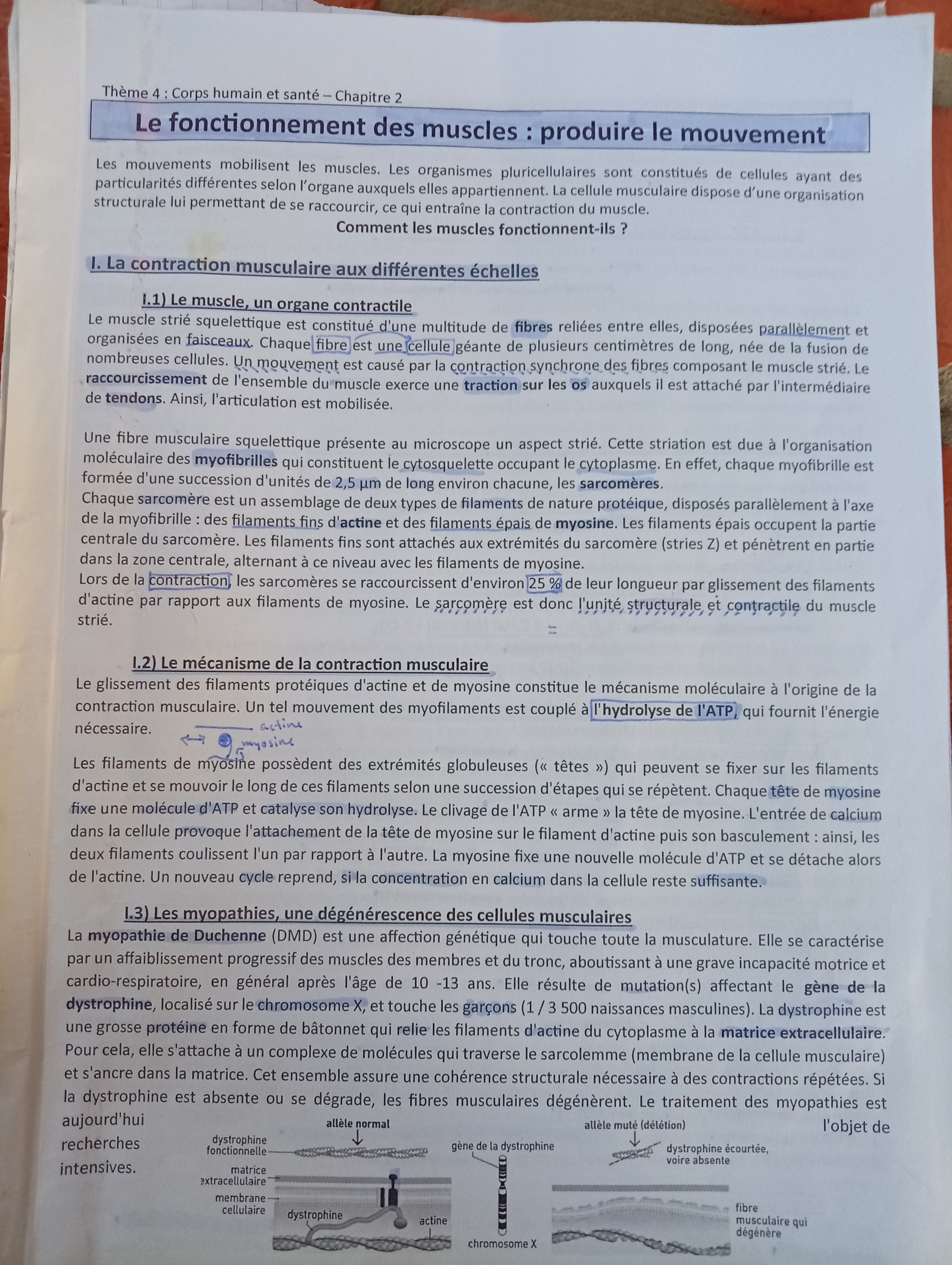 Photo d'un cours de  Fonctionnement des muscles : mouvement