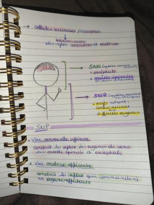 Fonctionnement du système nerveux quiz