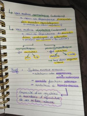 Fonctionnement du système nerveux quiz