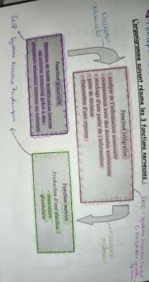 Fonctions du Système Nerveux quiz
