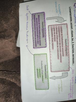 Fonctions du Système Nerveux quiz