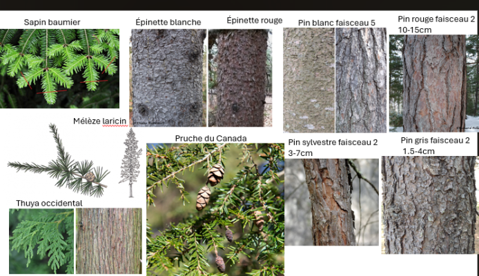 Photo d'un cours de  Identification des arbres par l'écorce