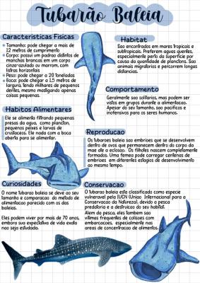 Photo d'un cours de  Informations sur le requin-baleine