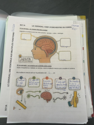Photo d'un cours de  Le cerveau, chef d'orchestre