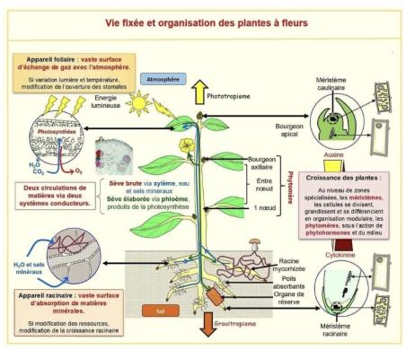 Organisation des plantes à fleurs quiz
