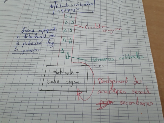 Photo d'un cours de  Schéma de la puberté masculine