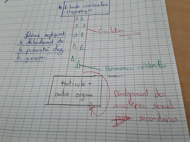 Photo d'un cours de  Schéma de la puberté masculine