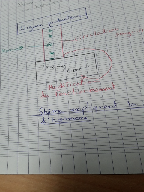Photo d'un cours de  Schéma du fonctionnement hormonal