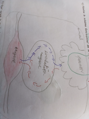 Photo d'un cours de  Schéma du système circulatoire