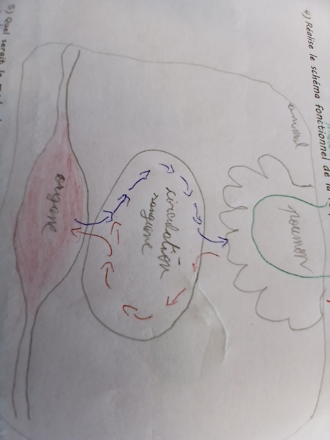 Photo d'un cours de  Schéma du système circulatoire