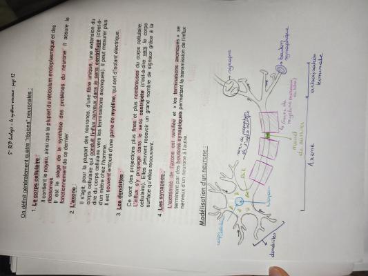 Structure et Fonction des Neurones quiz