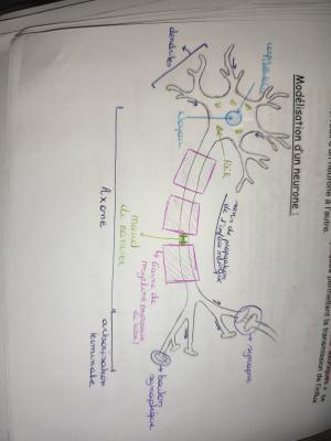 Structure et Fonction du Neurone quiz