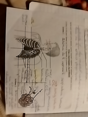 Photo d'un cours de  Système respiratoire humain expliqué