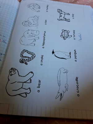 Photo d'un cours de  Vocabulaire des animaux en anglais