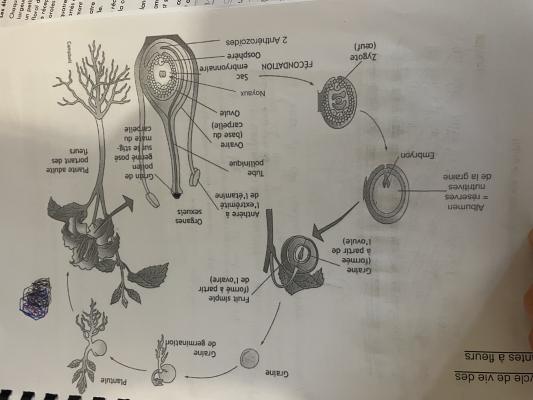 photo  Cycle de vie des plantes quiz