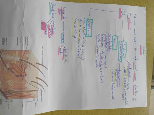 photo  Structure et Fonction de la Peau quiz